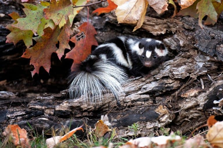Spotted Skunk in log with fall background