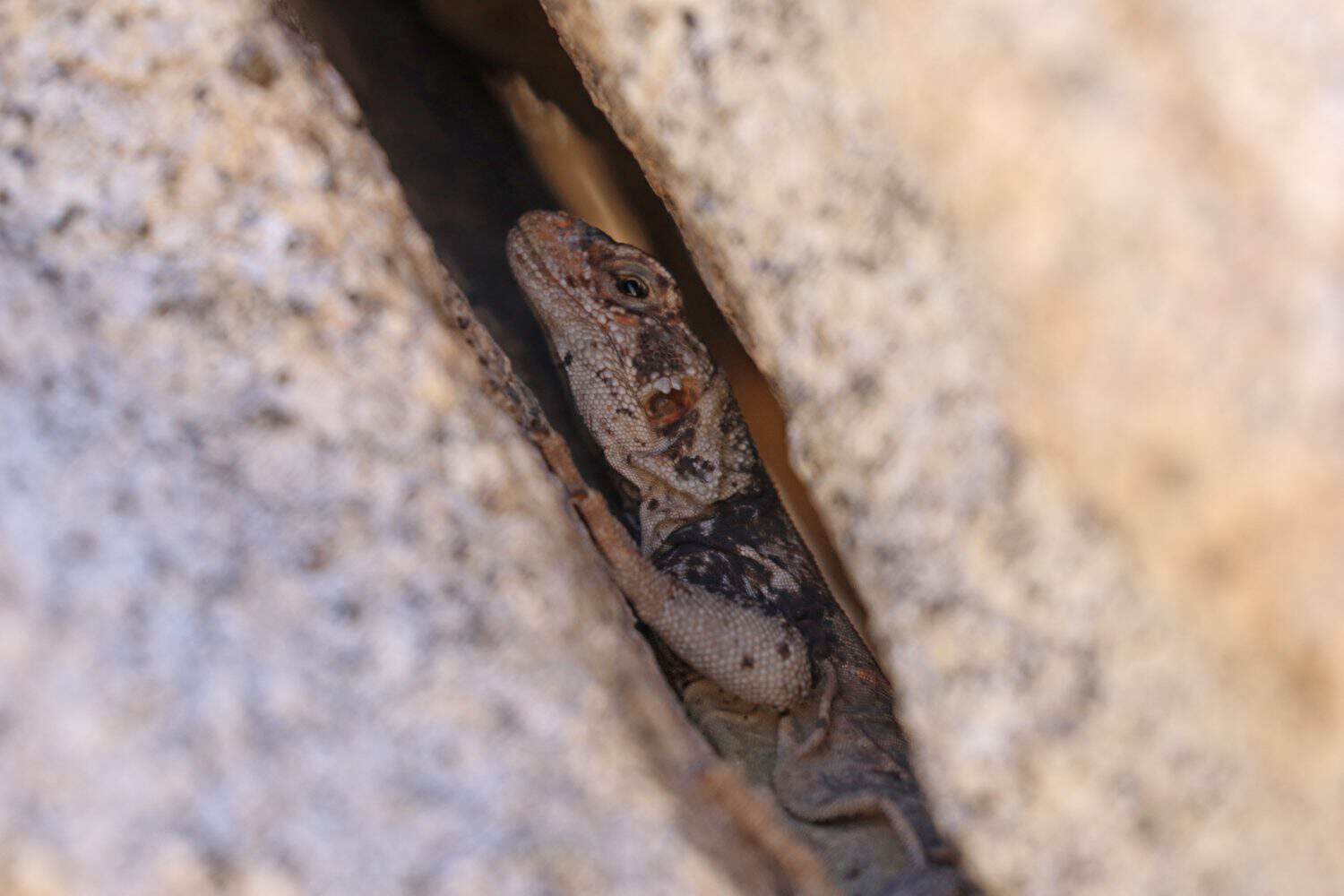Chuckwalla Lizard (Sauromalus ater) in California Desert