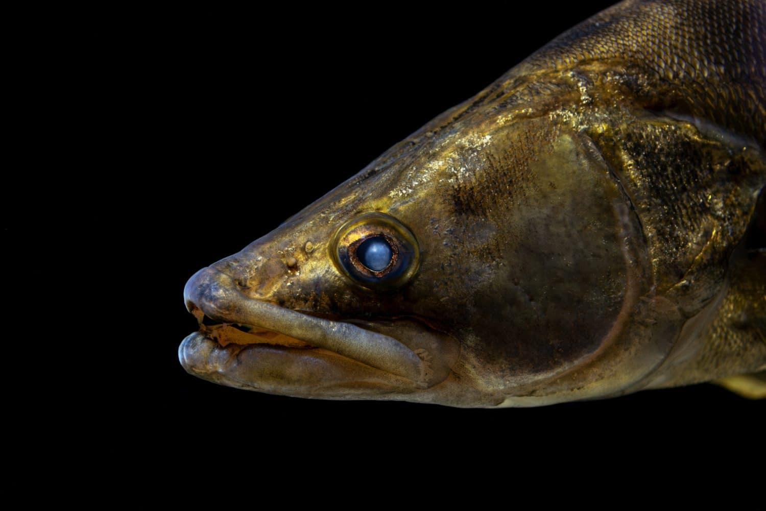 Macro shot of a walleye fish head showing eye and detailed scales, isolated on a black background.