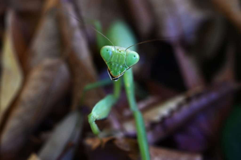 An Asian mantis (Hierodula patellifera) in the forest. A mantis insect, it is characterized by white stripes on its forewings as an adult.