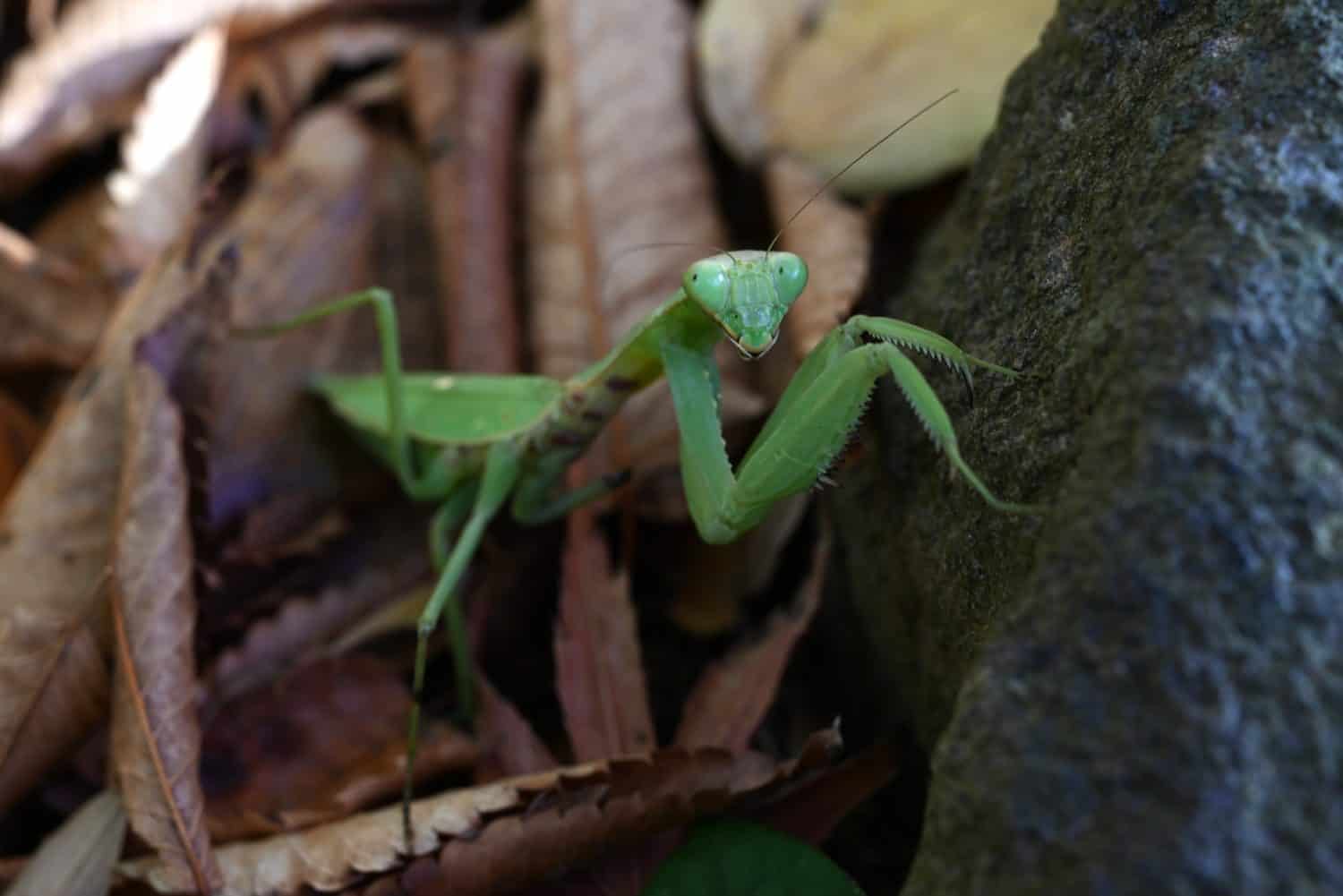 An Asian mantis (Hierodula patellifera) in the forest. A mantis insect, it is characterized by white stripes on its forewings as an adult.