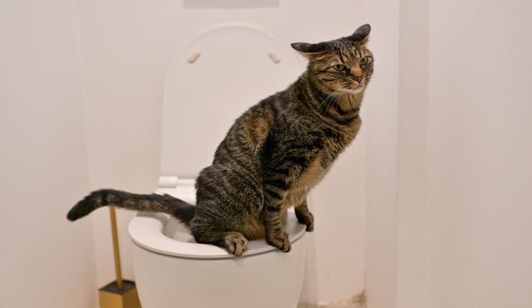 Gray domestic cat using a human toilet to poop instead of the litter box. Cat sitting on white humans WC to pee. Funny cat, clever cat. stock photo