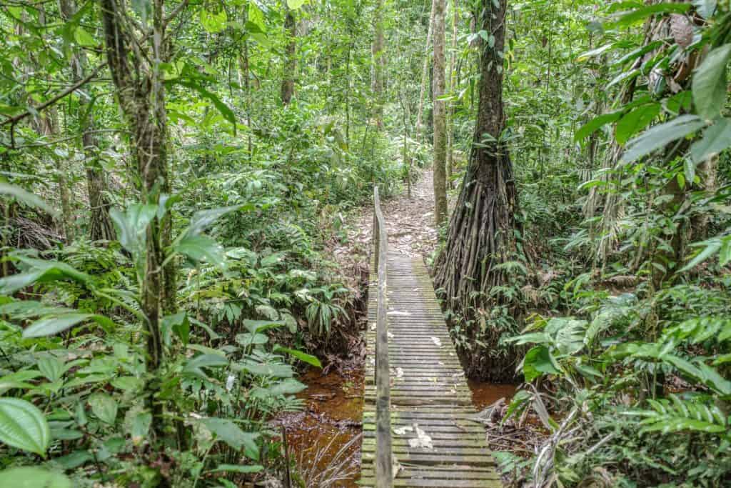 Tambopata, Peru - 28 Nov, 2024: Flooded trails through the Amazon rainforest
