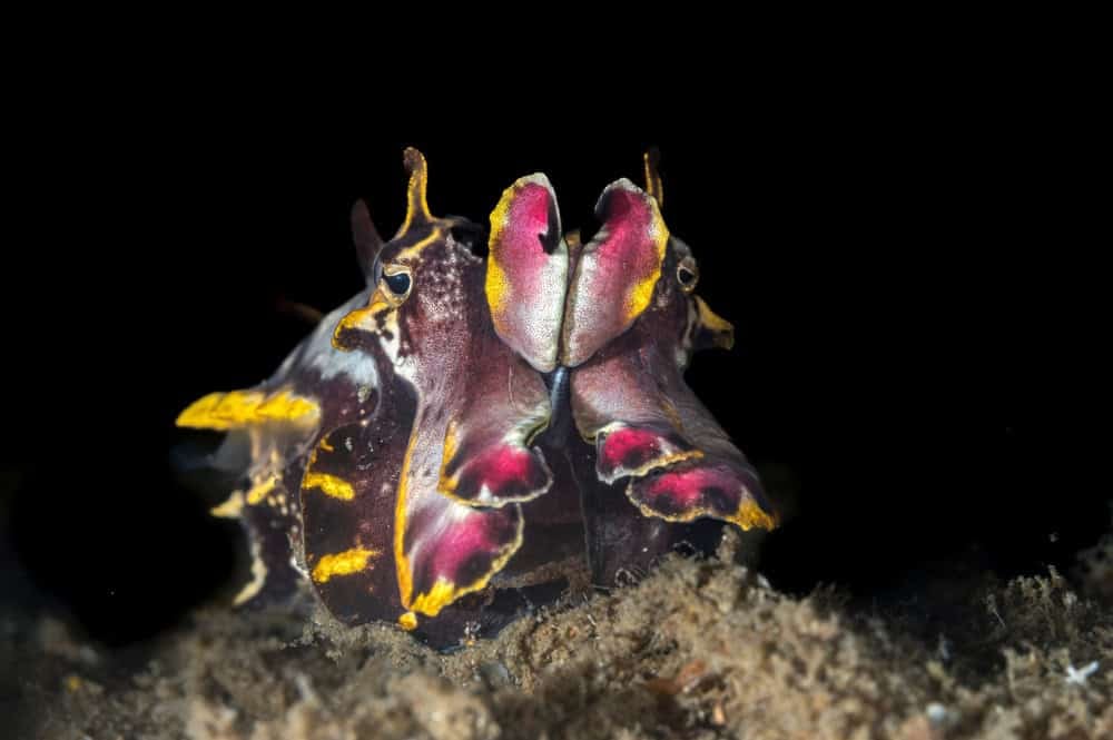 A Flamboyant Cuttlefish or Ascarosepion pfefferi