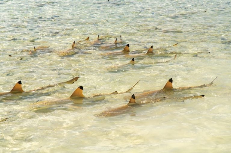 French Polynesia, Rangiroa Atoll. Black-tipped reef shark nursery in Blue Lagoon.