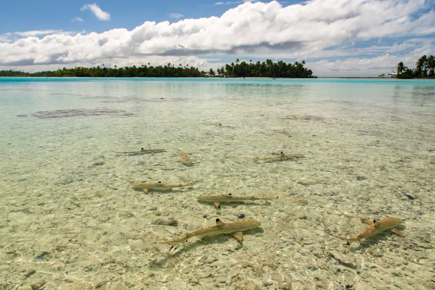 French Polynesia, Rangiroa Atoll. Black-tipped reef shark nursery in Blue Lagoon.