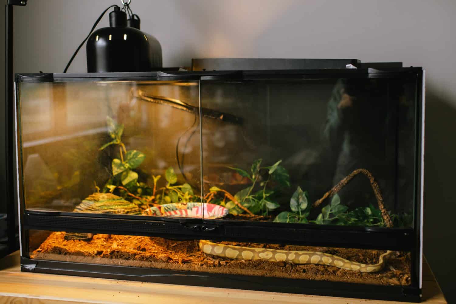 Snake resting in a well-maintained reptile terrarium at home