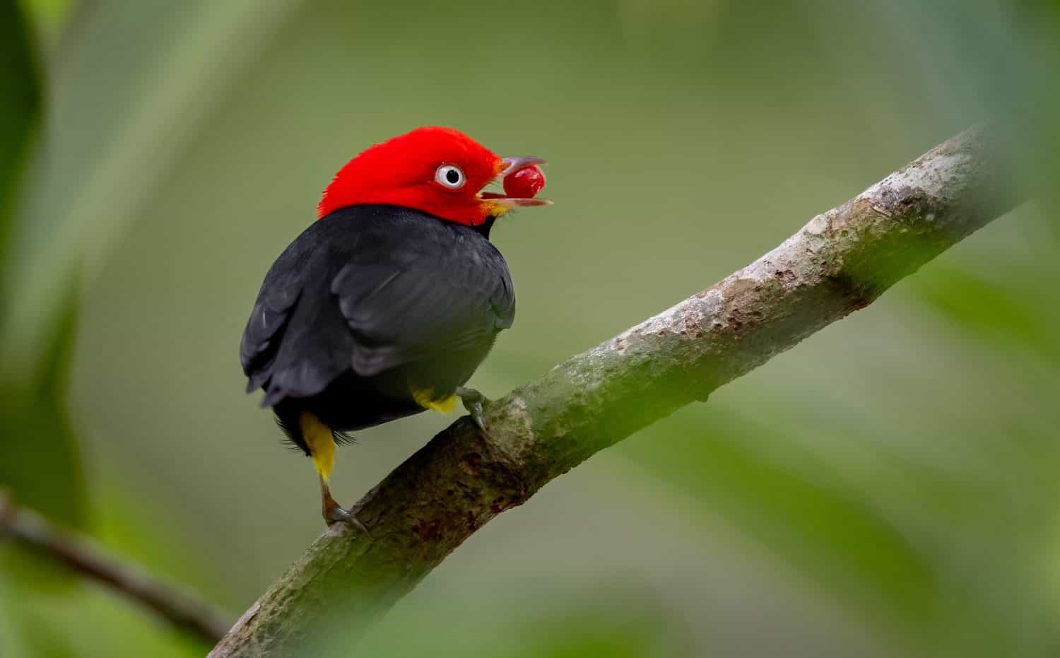 Red capped manakin in Costa Rica