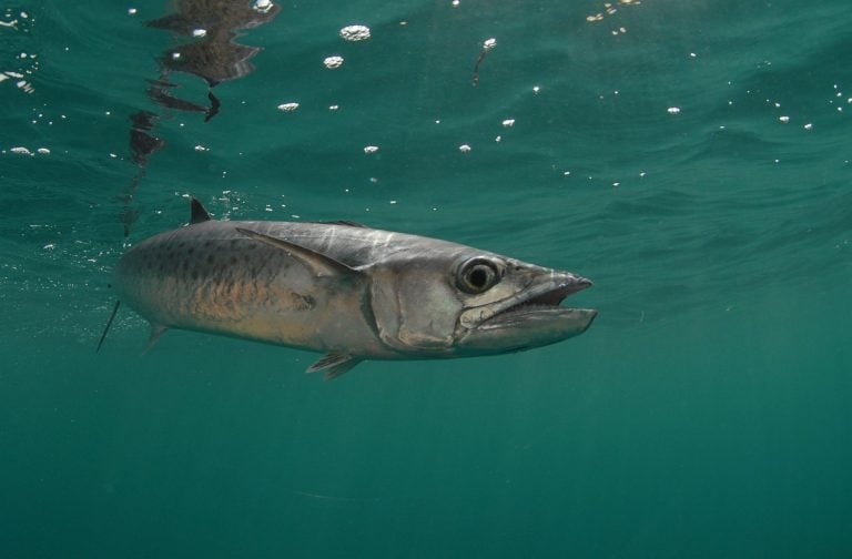 King Mackerel