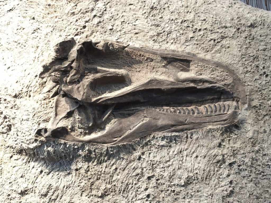 Dinosaur head fossil; dinosaur fossil in a rock; t-rex