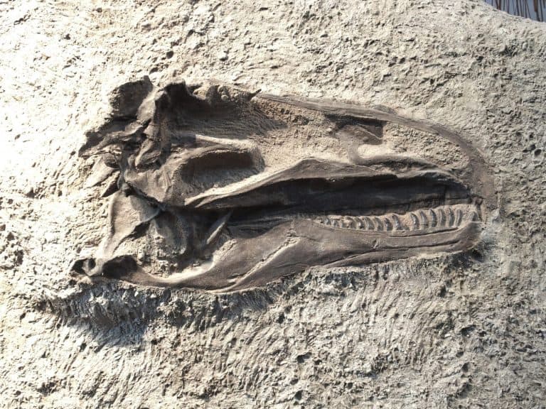 Dinosaur head fossil; dinosaur fossil in a rock; t-rex