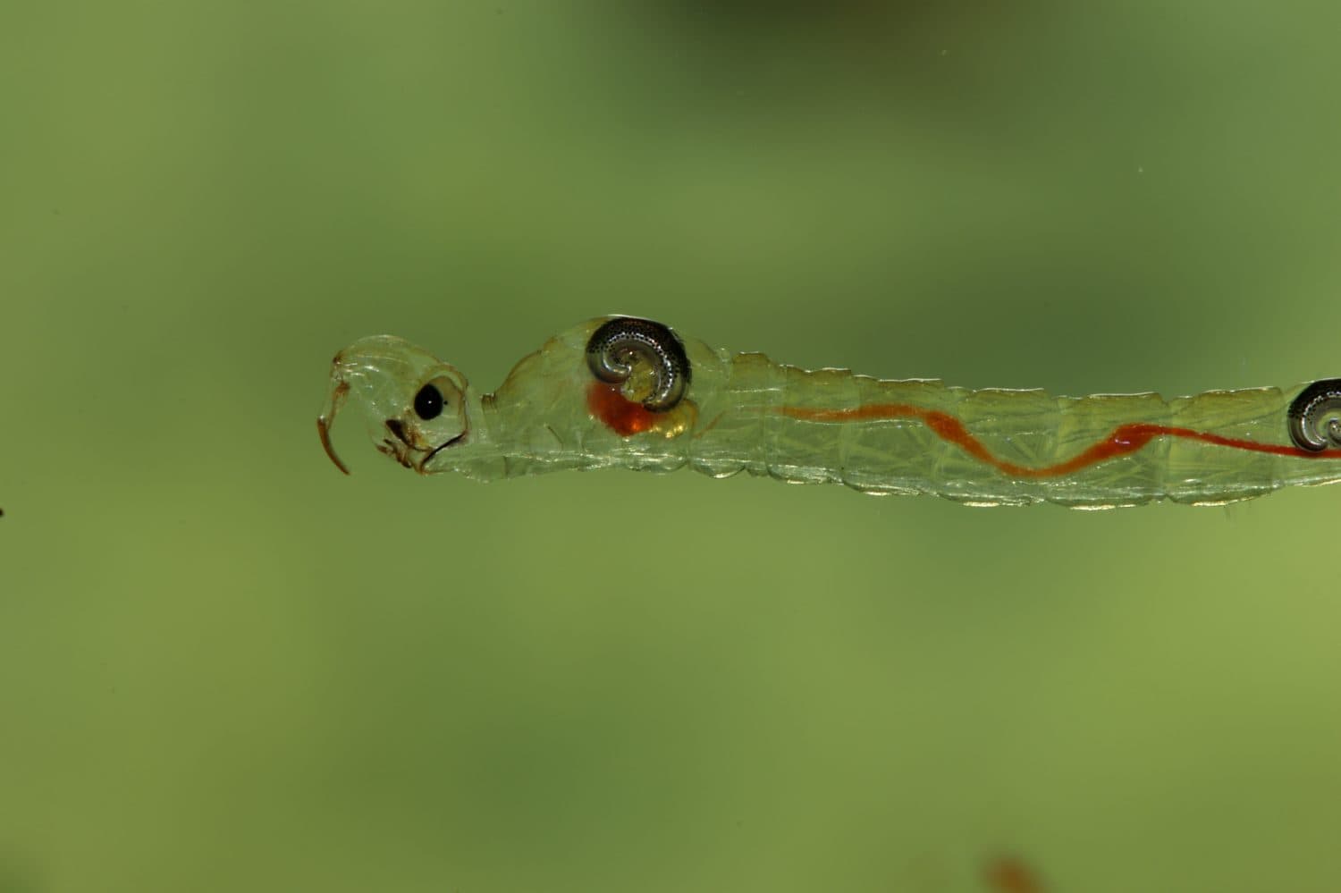 Phantom Midge larva (Chaoborus sp.) underwater, extreme macro close-up. 