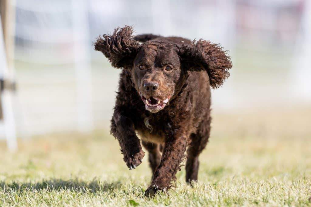 American Water Spaniel Running Lure Course Sprint Dog Sport
