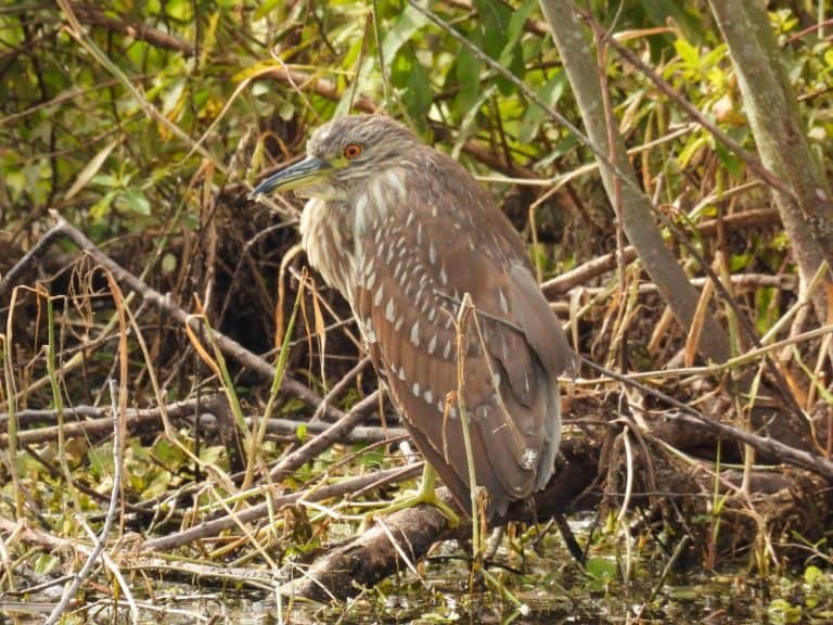 Juvenile black crowned night heron hunting for food in Florida