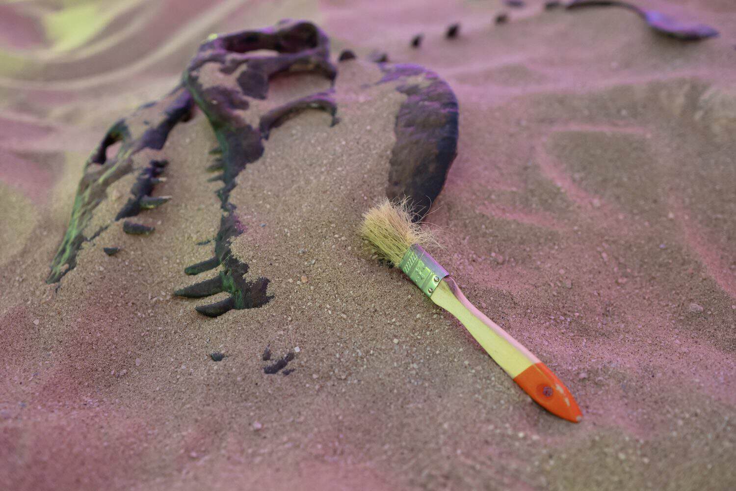 The skull of the saber -toothed tiger. Big teeth of the saber -toothed tiger. Brush for cleaning sand