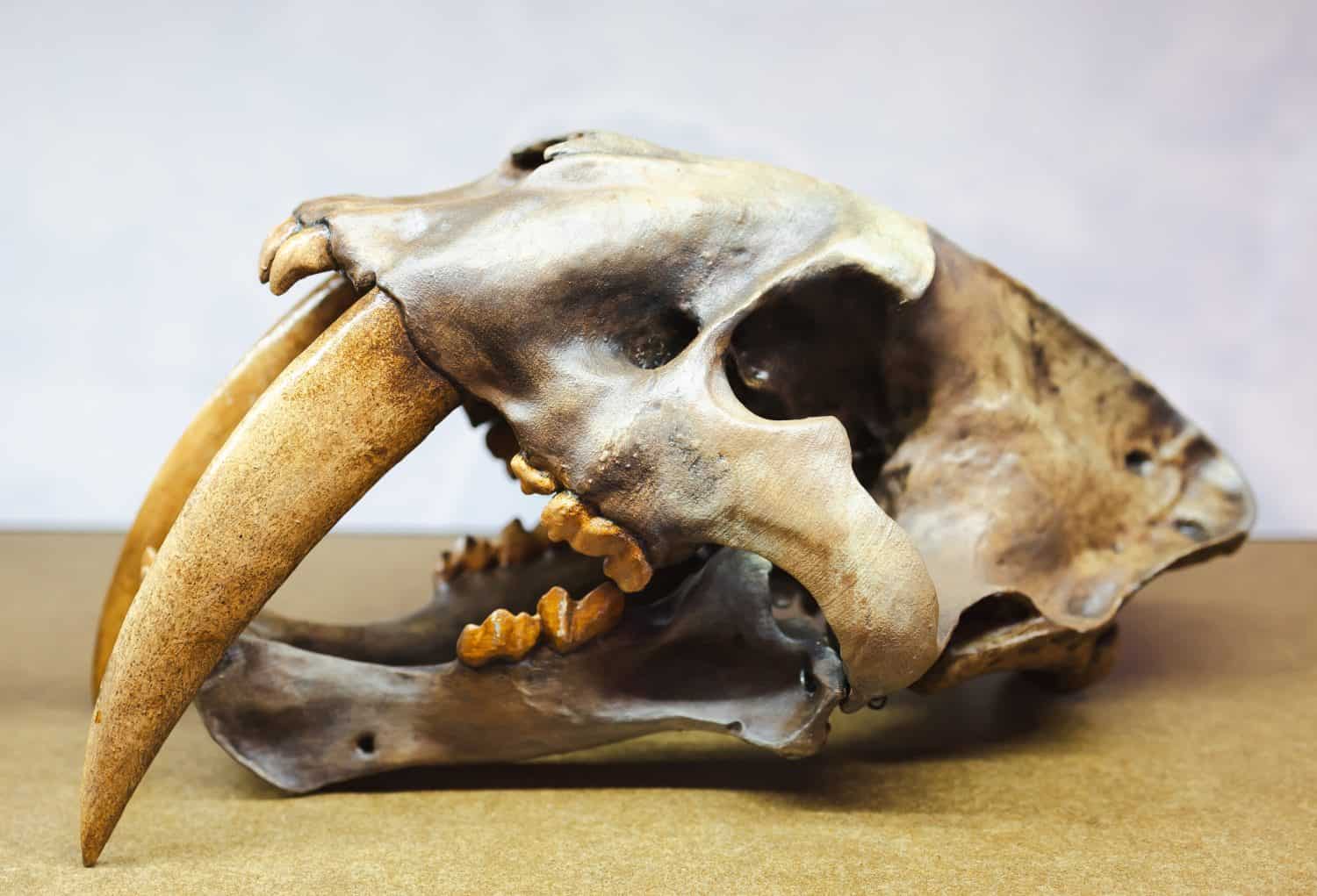 The skull of the saber -toothed tiger. Big teeth of the saber -toothed tiger.