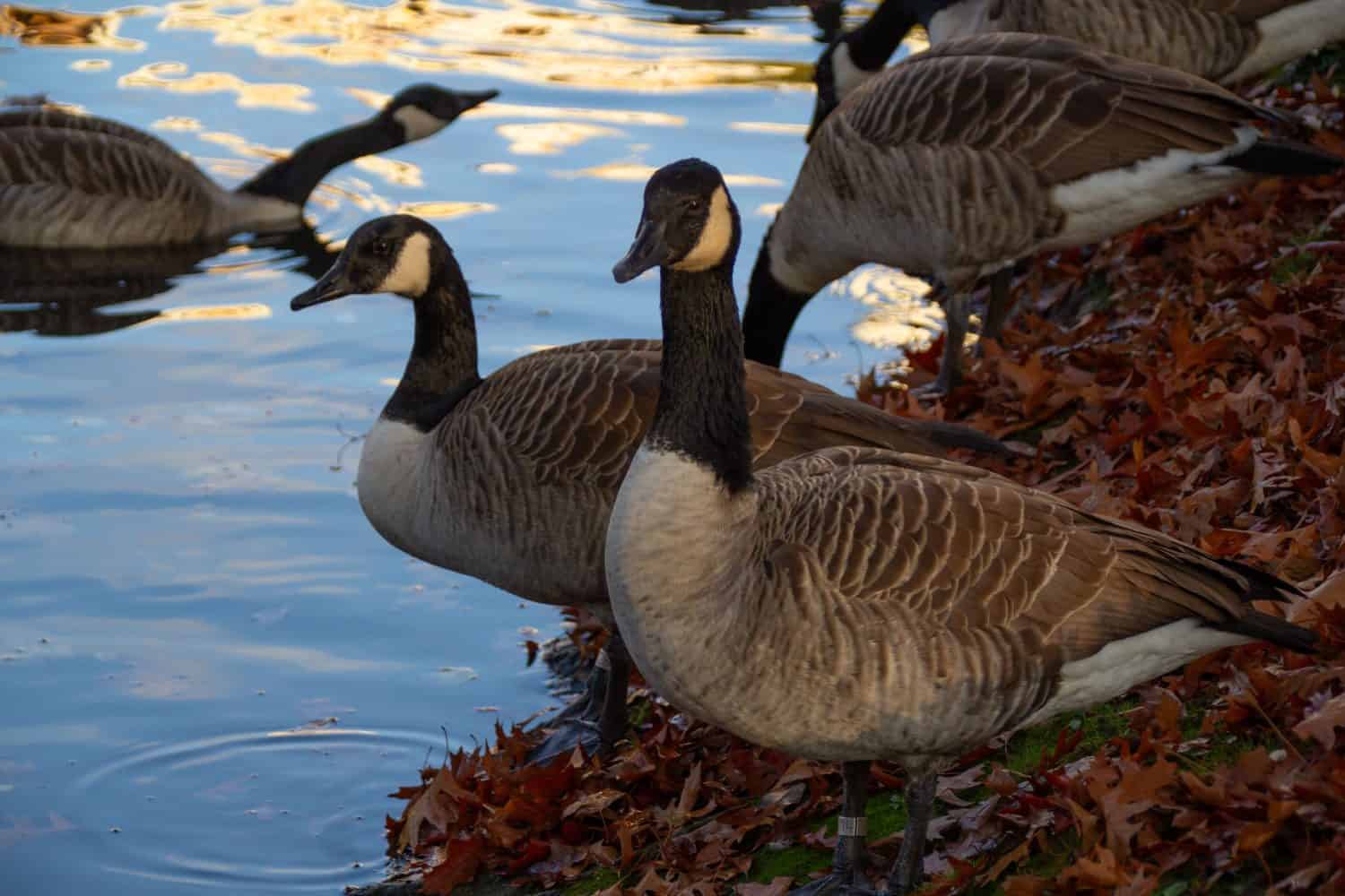 Wild Canada geese, birds North America on shore pond preparing for southern migration, nature reserve and bird migration, animal life, flock formation, natural light