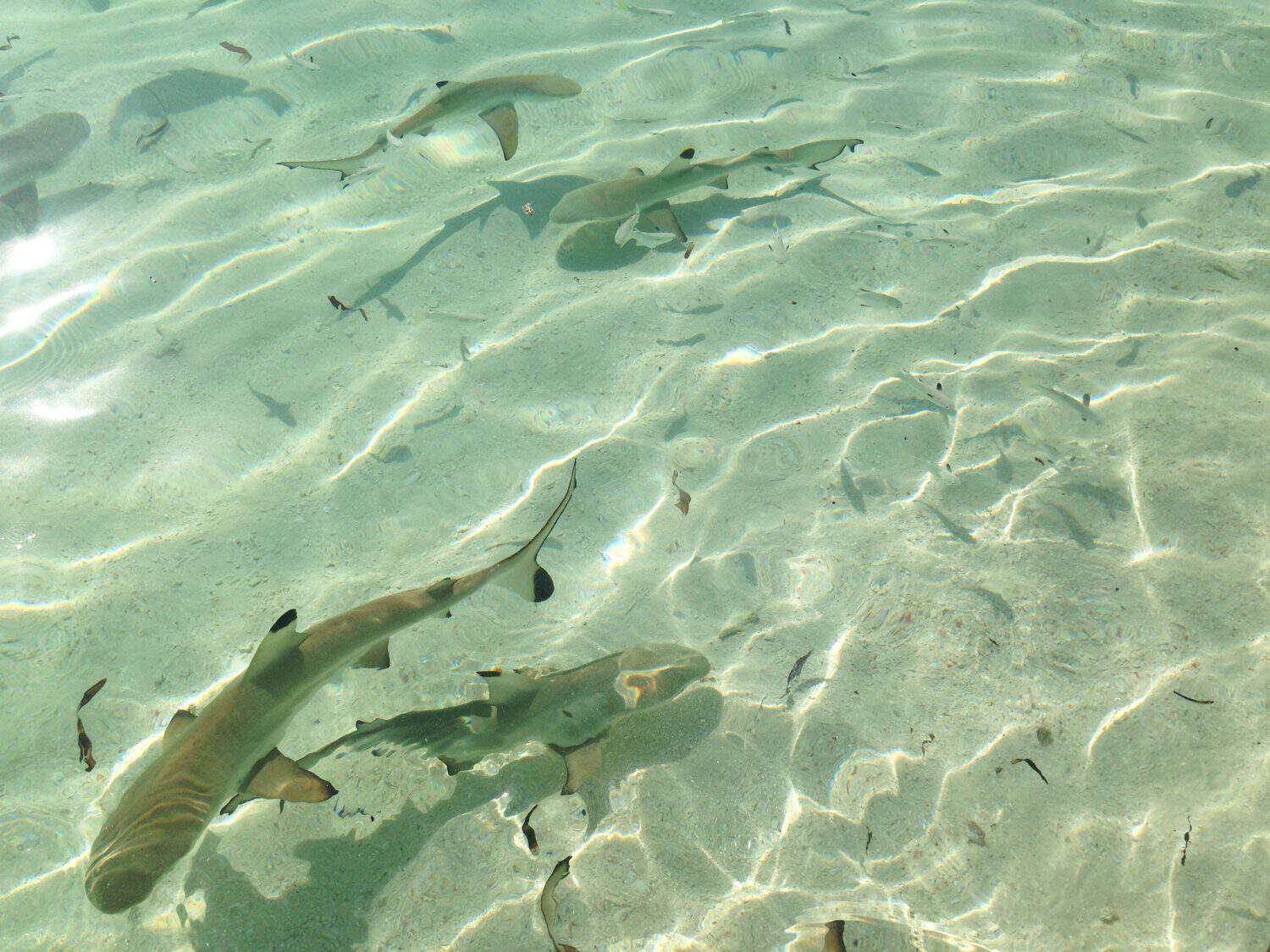 Blacktip shark pups in their playground on Tinabo Island, Takabonerate National Marine Park, Indonesia.