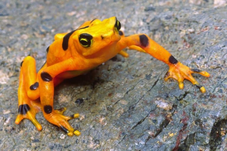 Panamanian Golden Frog, Atelopus zeteki, in central Panama 2006, months before the species is believed to have gone extinct in the wild.