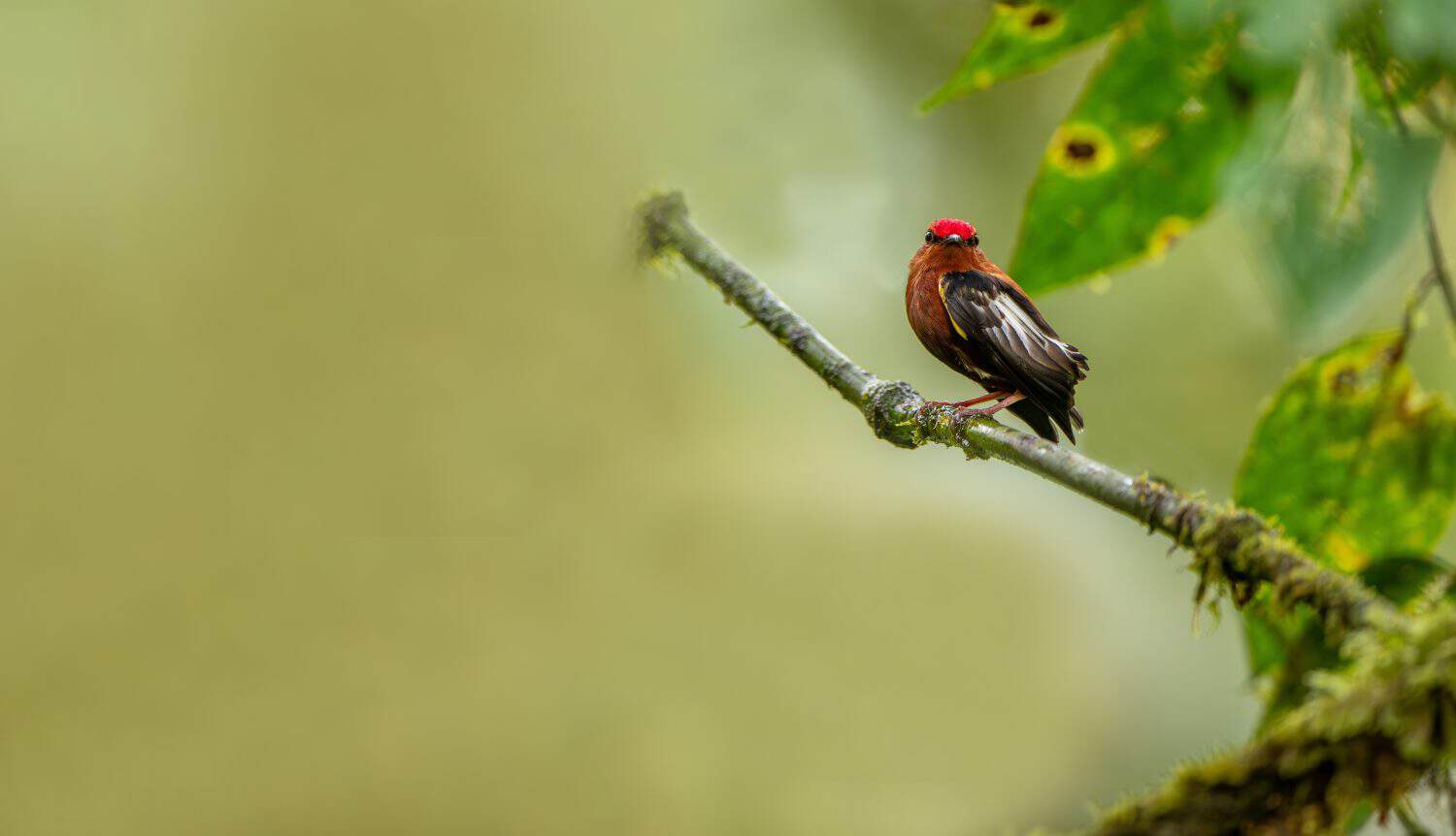The club-winged manakin is a small passerine bird that is a resident breeding species on the western slopes of the Colombian Andes and in the cloud forests of northwestern Ecuador.