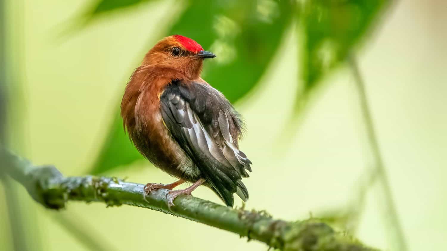 The club-winged manakin is a small passerine bird that is a resident breeding species on the western slopes of the Colombian Andes and in the cloud forests of northwestern Ecuador.