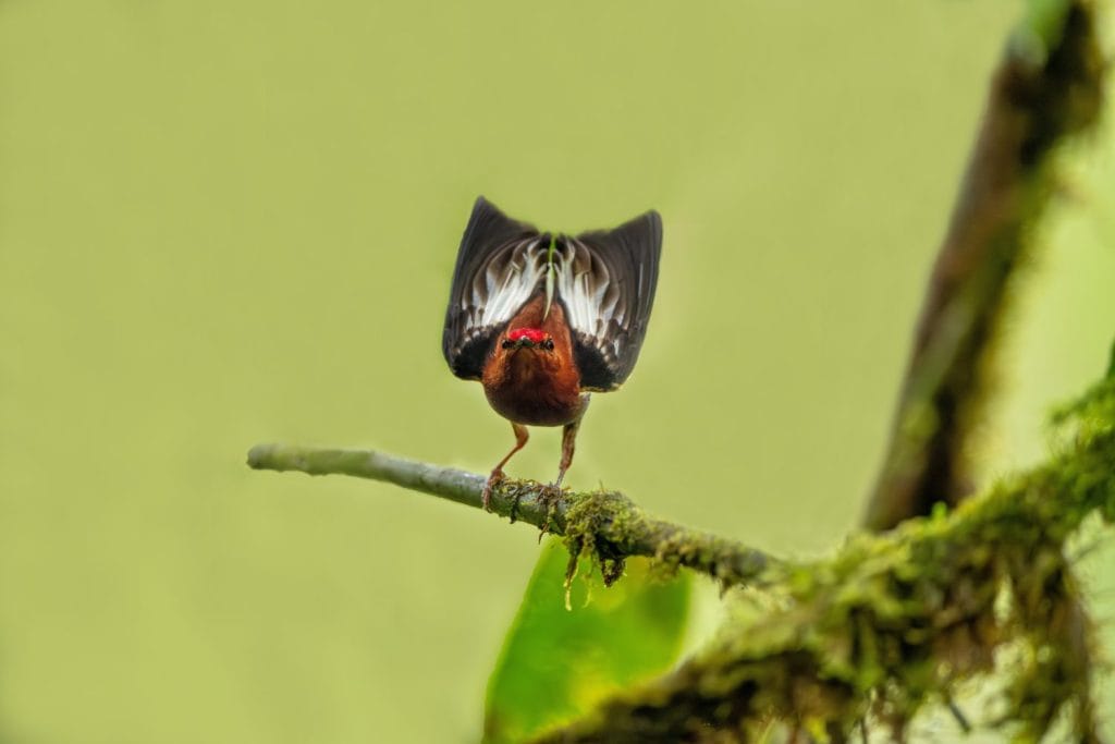 The club-winged manakin is a small passerine bird that is a resident breeding species on the western slopes of the Colombian Andes and in the cloud forests of northwestern Ecuador.