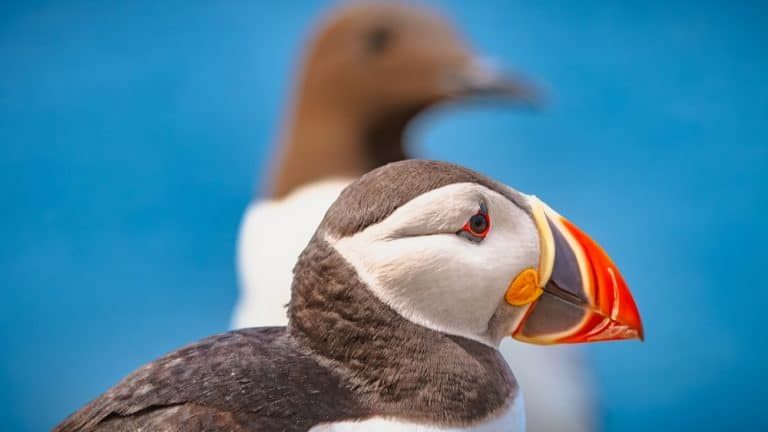 An Atlantic puffin and common guillemot in profile on Lunga, Treshnish Isles, Argyll, Scotland