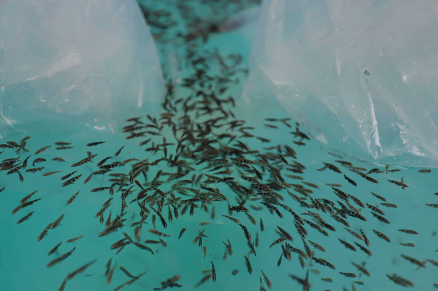 Releasing Fish Fry into Hatchery Tank for Aquaculture