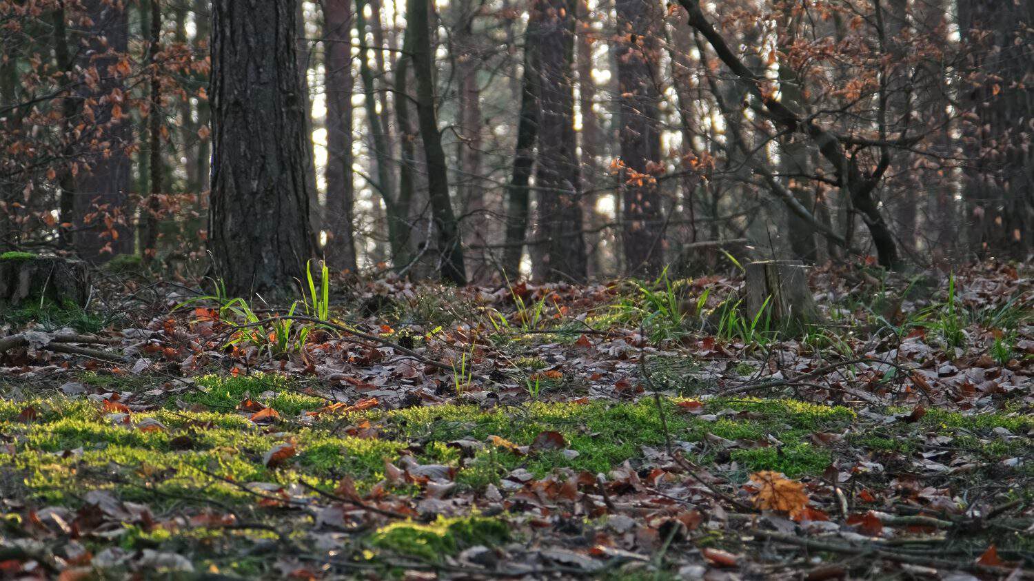 Broadleaf Forest Floor Detritus Duff with Green Moss and Withered Foliage