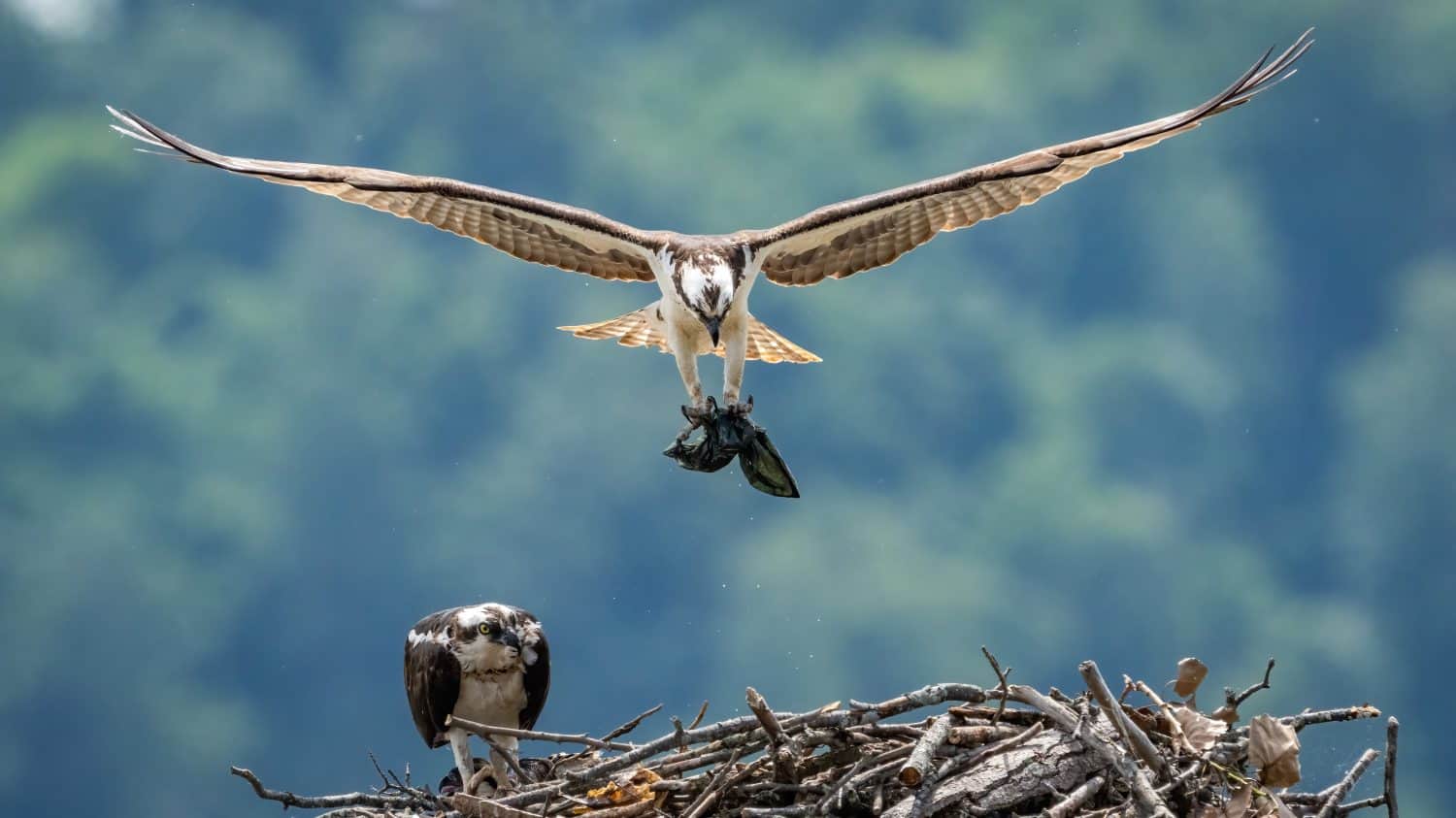 Osprey in flight over the Potomac