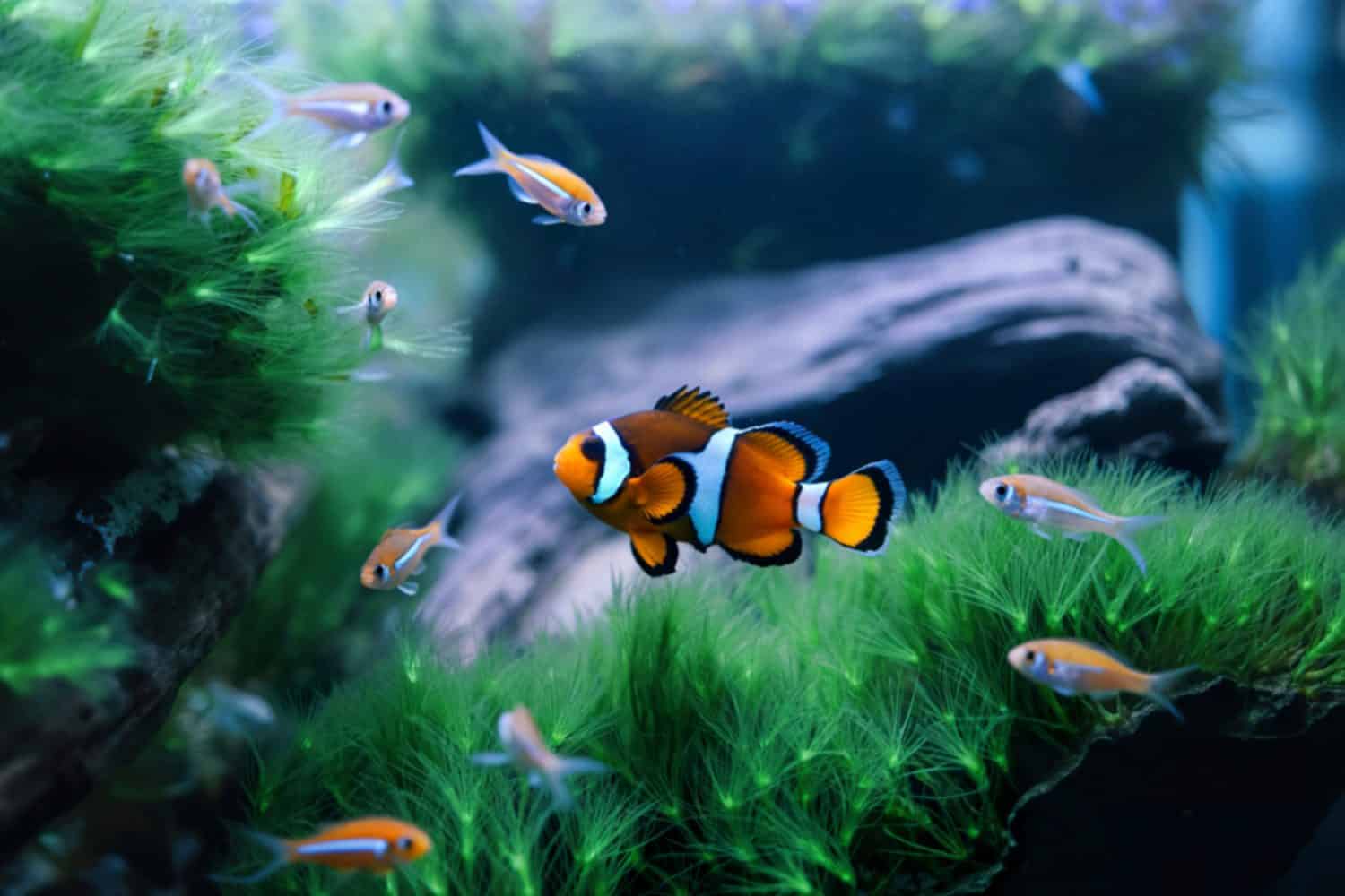 A striking orange and white clownfish swims amidst vibrant green aquatic plants and smaller fish in a meticulously maintained aquarium.