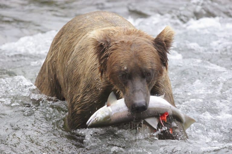 Grizzly brown bear with salmon in mouth, Katmai National Park, Alaska