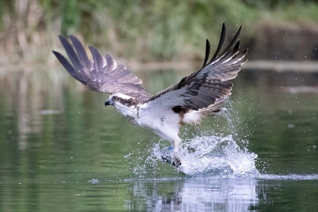 Osprey diving for fish at Rutland UK