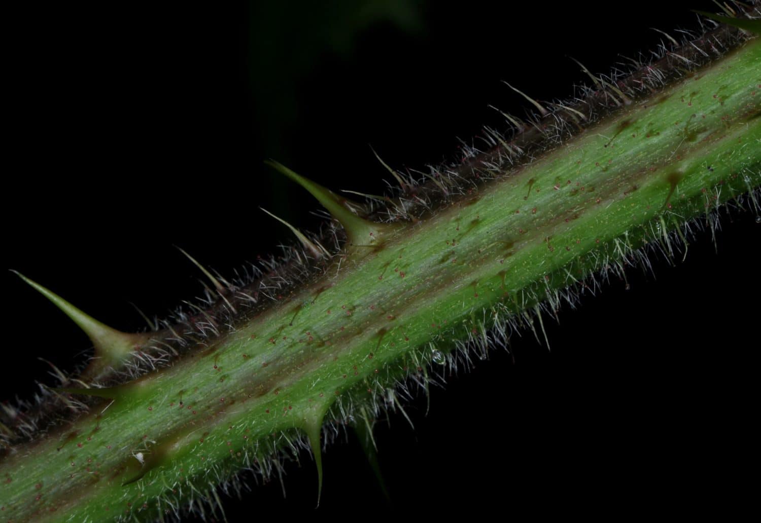 close up of a Common Nettle stem showing the stinging hairs that can inject formic acid on contact