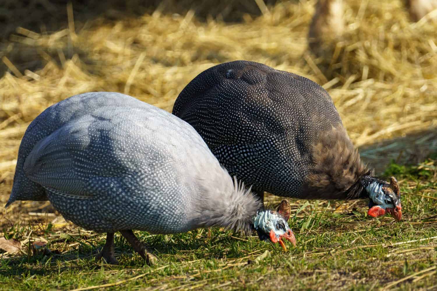 Two guinea fowls, one light grey and one darker, forage on dry ground in a natural outdoor setting with hay in a rural or farm environment.
