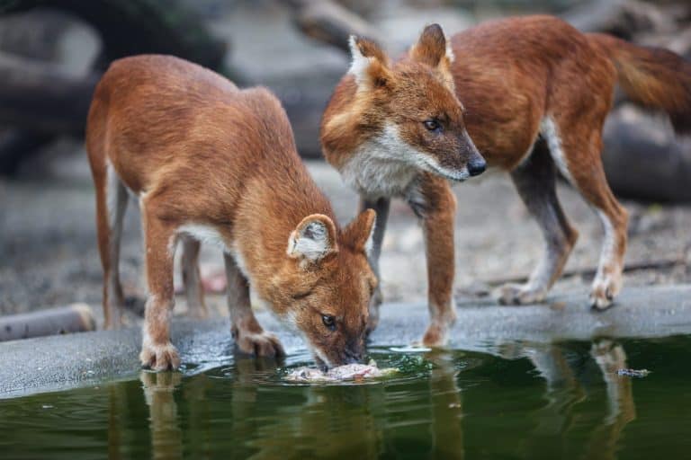 Two red wolf eating meat by the water