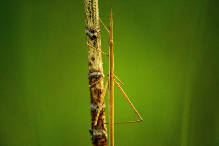 Stick grasshopper on a branch