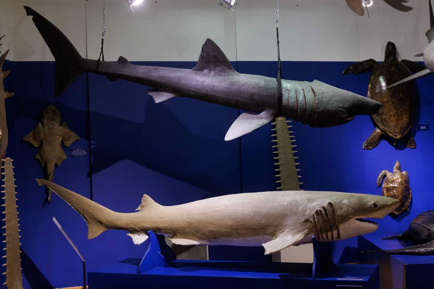 A bluntnose sixgill shark stuffed, Civic Museum of Natural History of Trieste
