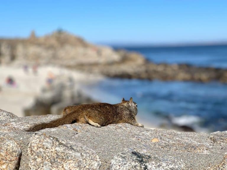 Splooting squirrel overlooking Monterey Bay
