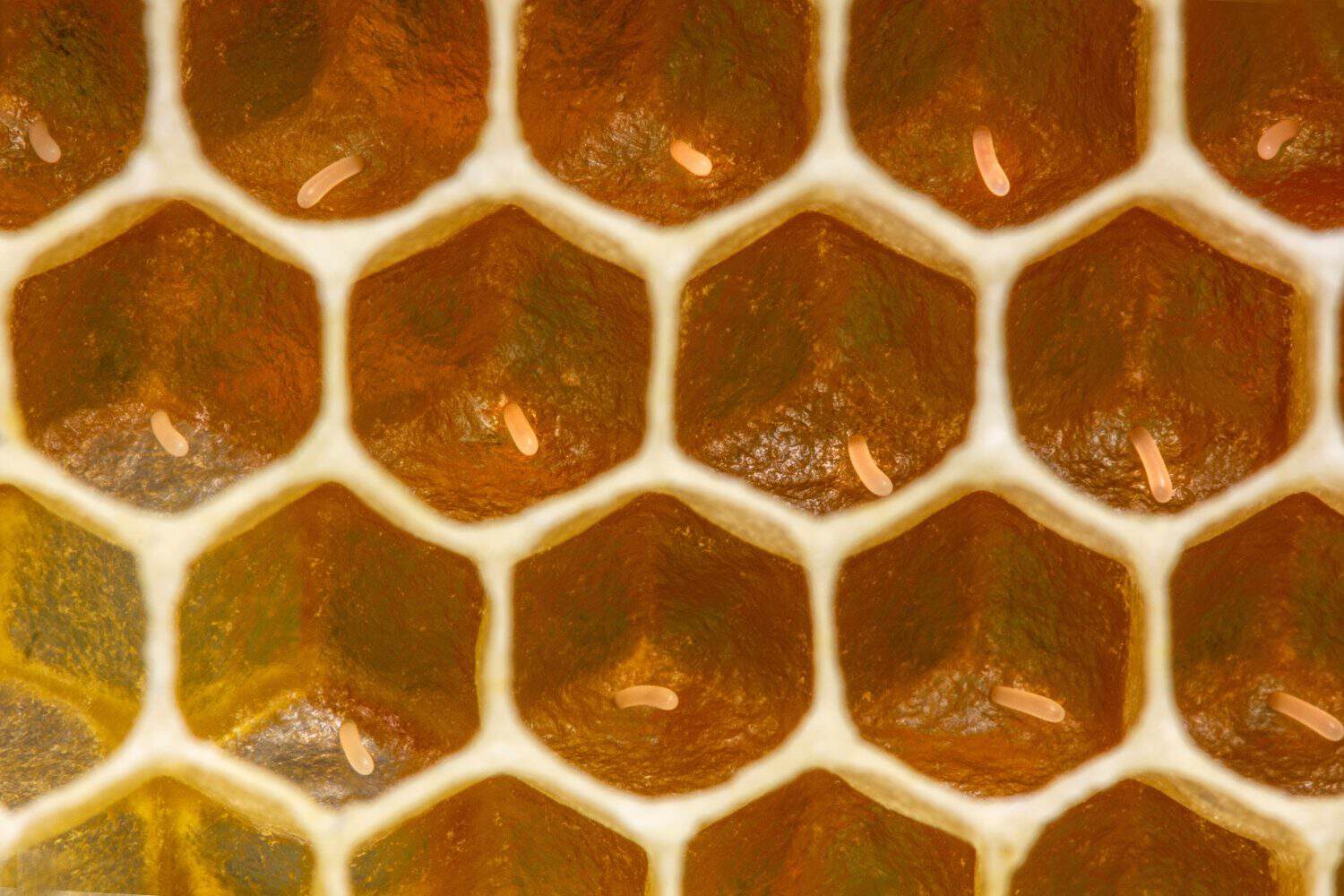 Eggs in honeycombs. Life of bee begins with egg.