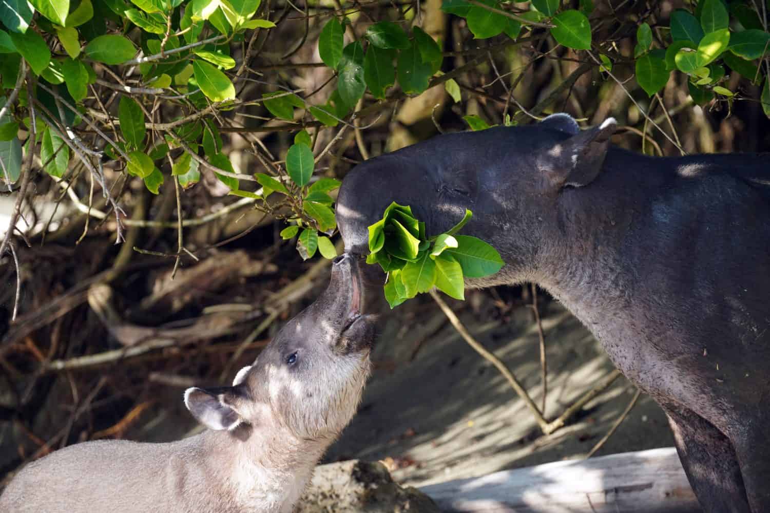 Baird's tapir (Tapirus bairdii) in Corcovado national Park