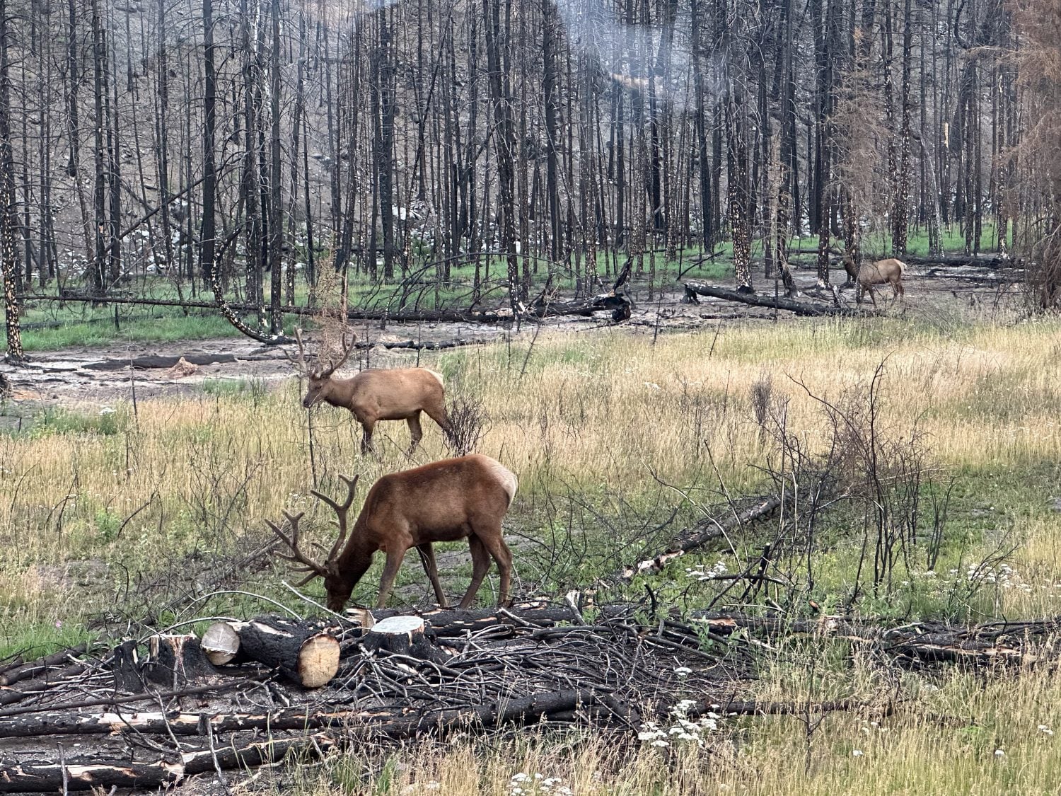 Three bull elk graze in Banff National Park, antlers standing tall against a backdrop of burned forest and new growth, showcasing resilience and wildlife thriving in a recovering mountain habitat.