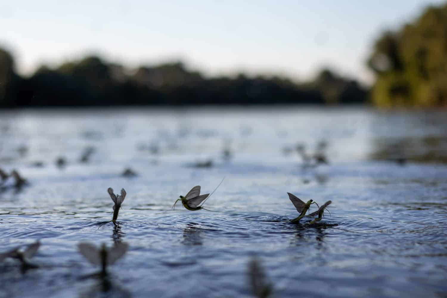 Mayflies emerging over water, synchronized flight, serene ecological moment.