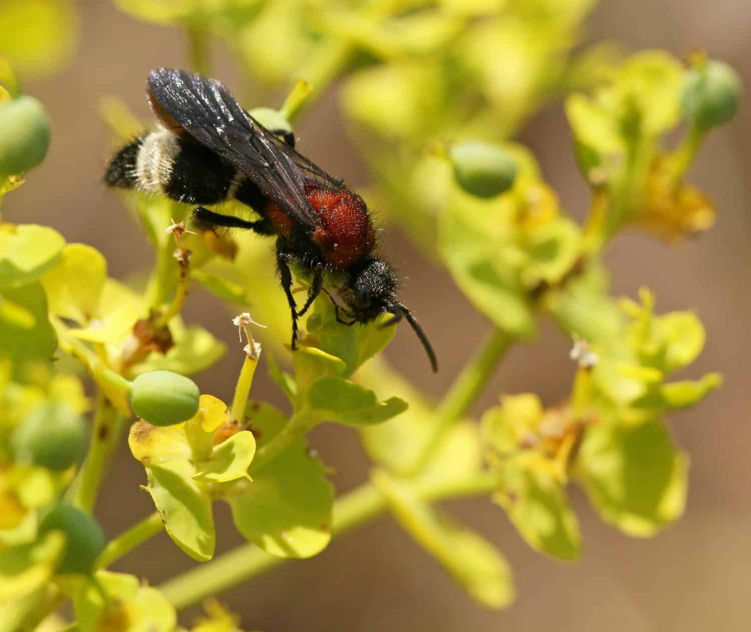 velvet ant, also known as a "cow killer" due to its extremely painful sting.