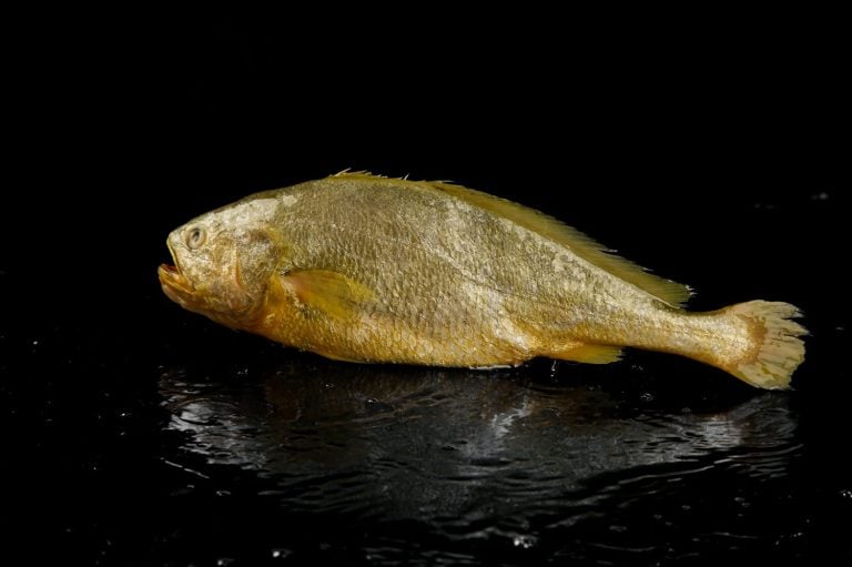 Fresh yellow croaker fish from Zhoushan sea waters, perfect for healthy diet and culinary preparations, showcasing natural golden coloring and fine texture.