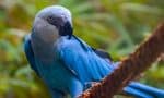 Spix's macaw