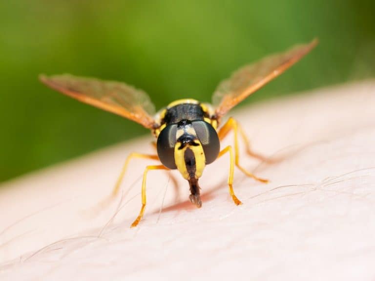 Hoverfly (Chrysotoxum festivum) mimicking a wasp, feeding on human skin in Tignes, French Alps, detailed macro shot.