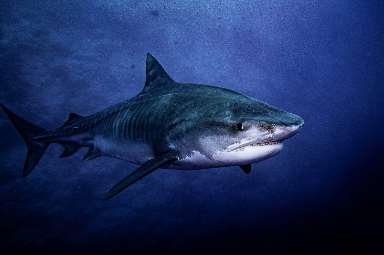 Tiger shark swimming around Fuvahmulah 5