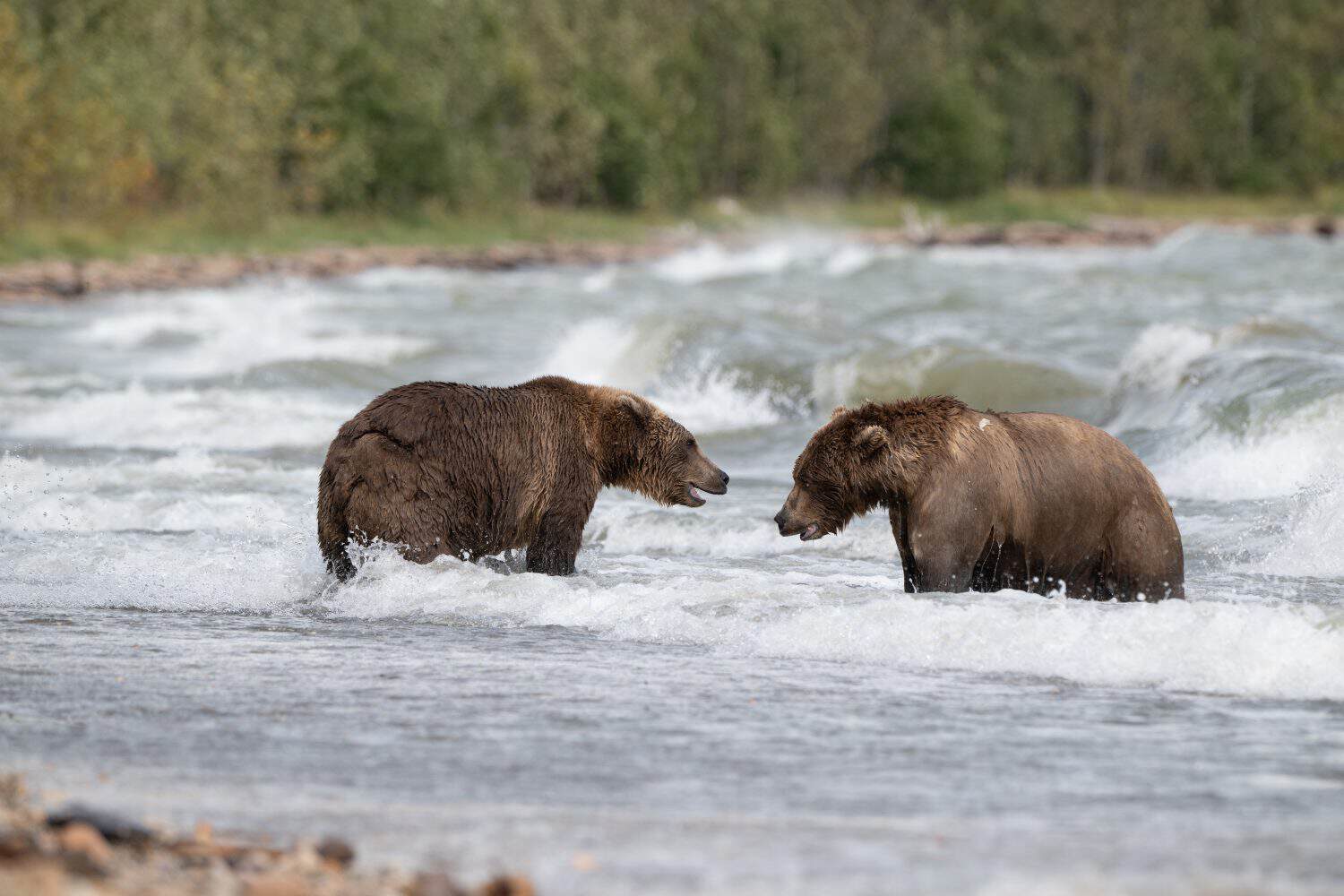 Two Alaskan brown bears show aggression while searching for salmon in the rough waves of Naknek Lake on a windy September day in Katmai National Park, Alaska.