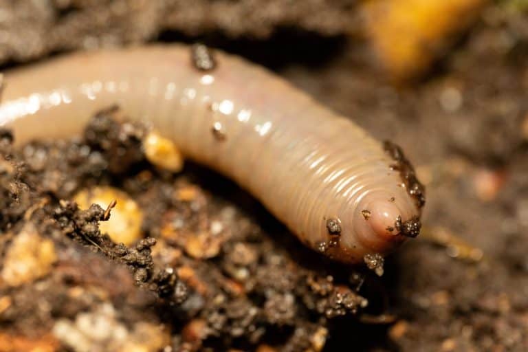 Earthworm (Lumbricidae sp.) emerging from moist soil, detailed macro showing its segmented body and role in soil ecology, Saint-Genis-Laval, France.